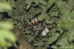 Paradoxurus musangus