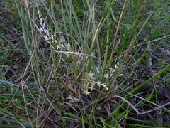 Lomandra effusa