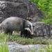Greater Hog Badger - Photo (c) Khemthong Tonsakulrungruang, some rights reserved (CC BY-NC), uploaded by Khemthong Tonsakulrungruang