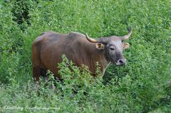 Bos javanicus