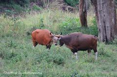 Bos javanicus