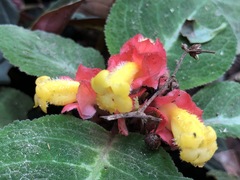 Corytoplectus speciosus