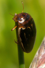 Agabus disintegratus