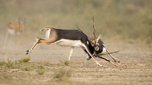 Blackbuck