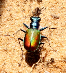 Cicindela scutellaris scutellaris