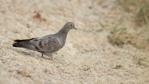 Yellow-eyed Pigeon (Columba eversmanni)