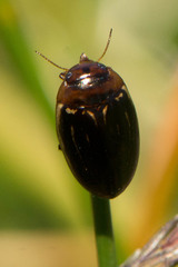 Agabus disintegratus