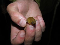 Hyperolius cinnamomeoventris