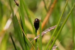 Agabus disintegratus