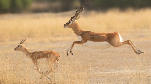 Blackbuck