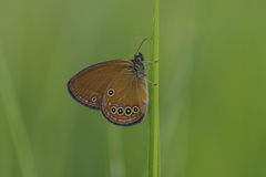 Coenonympha oedippus