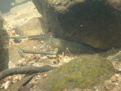 Macrobrachium formosense