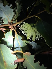 Eucalyptus occidentalis