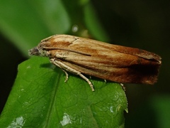 Eucosma umbrastriana