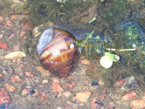 Common River-snail