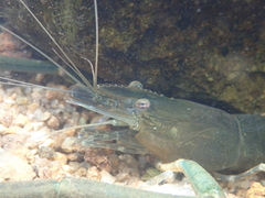 Macrobrachium formosense