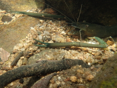 Macrobrachium formosense