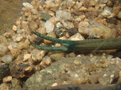 Macrobrachium formosense