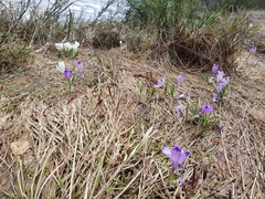 Crocus heuffelianus scepusiensis