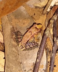Limnonectes palavanensis