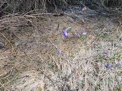 Crocus heuffelianus scepusiensis