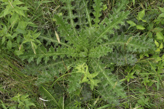 Cirsium pumilum