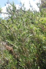 Bergbambos tessellata