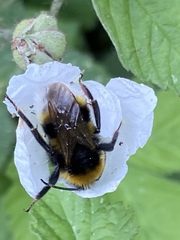 Bombus hortorum