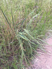 Yucca arkansana