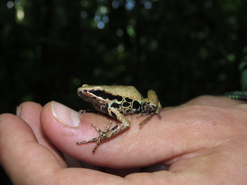 Silver Long-Fingered Frog