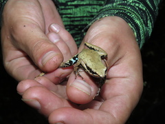 Cardioglossa leucomystax