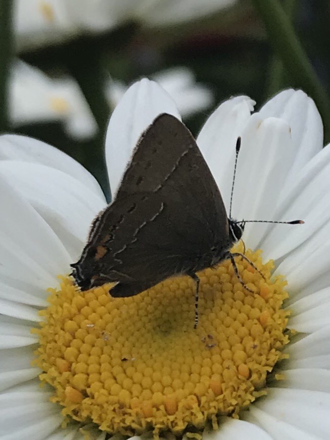 Fixsenia favonius