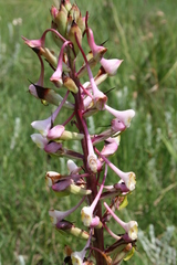 Disa cooperi