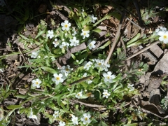 Plagiobothrys chorisianus hickmanii