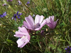 Sidalcea malviflora