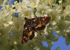 Pyrausta orphisalis