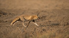 Vulpes vulpes pusilla