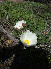 Cistus