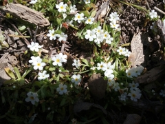 Plagiobothrys chorisianus hickmanii