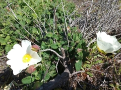 Cistus