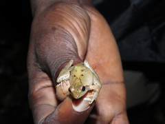 Phrynobatrachus auritus