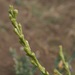Myagrum perfoliatum - Photo (c) Еlena, algunos derechos reservados (CC BY-NC), subido por Еlena