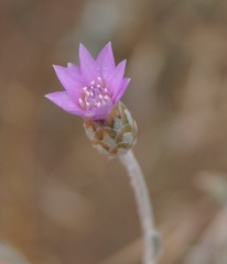 Xeranthemum cylindraceum