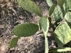 Opuntia laevis