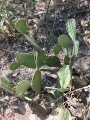 Opuntia laevis