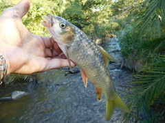 Labeobarbus marequensis