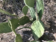 Opuntia laevis