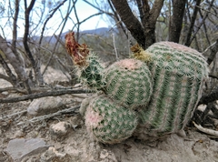 Echinocereus pectinatus pectinatus