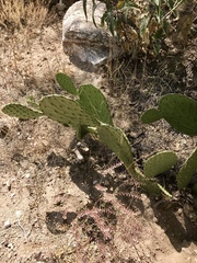 Opuntia laevis