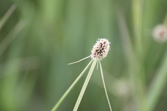 Cyperus teneristolon